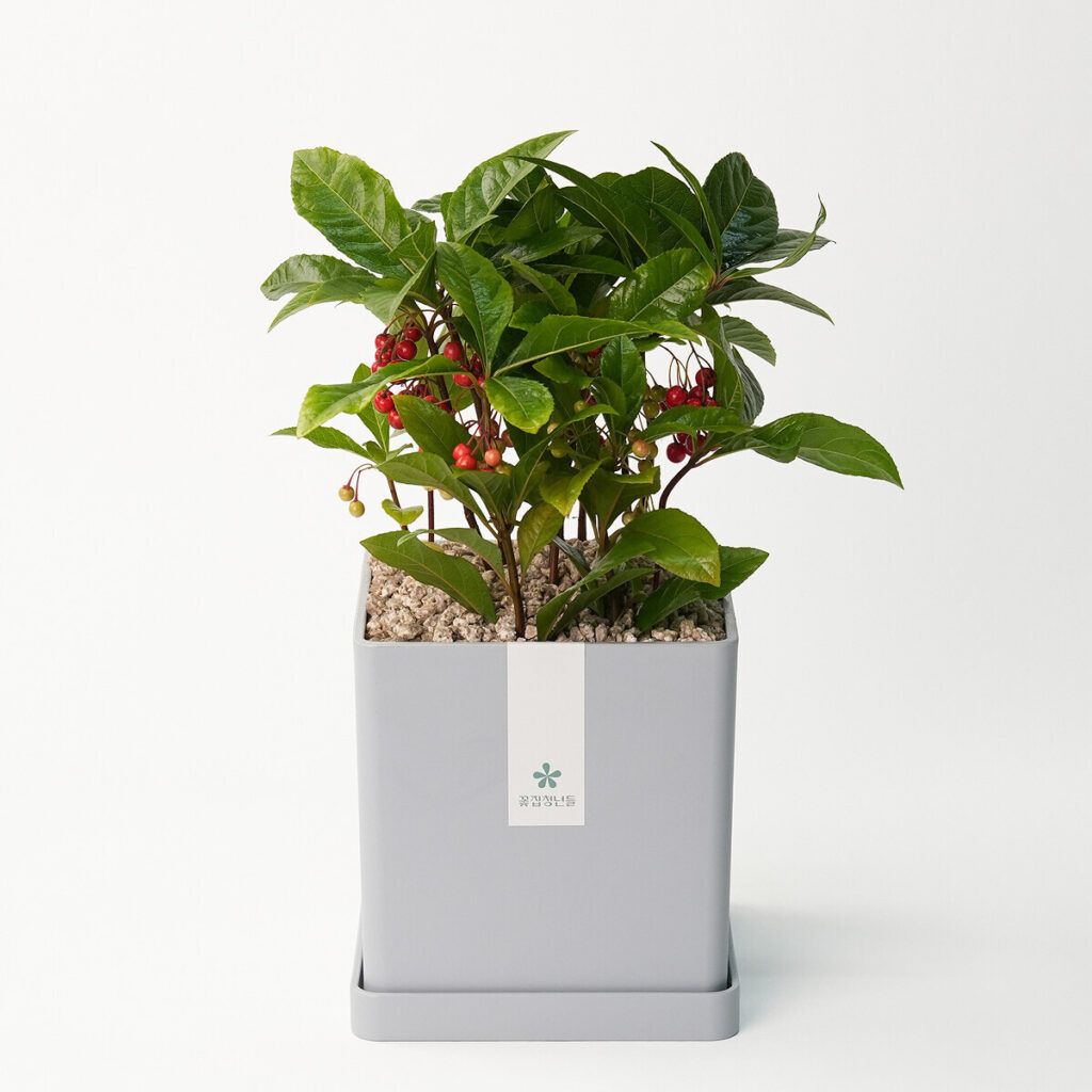 해피트리 모던라인