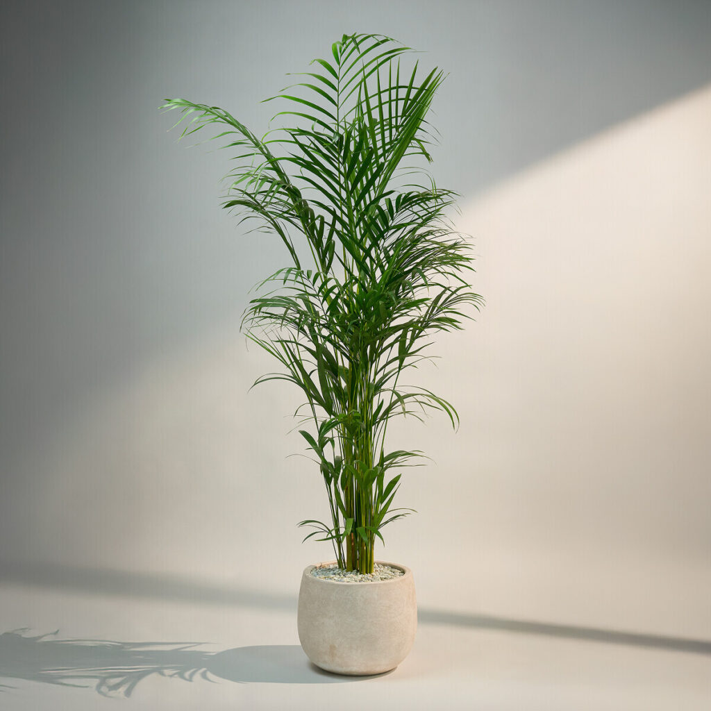 아레카야자 대형