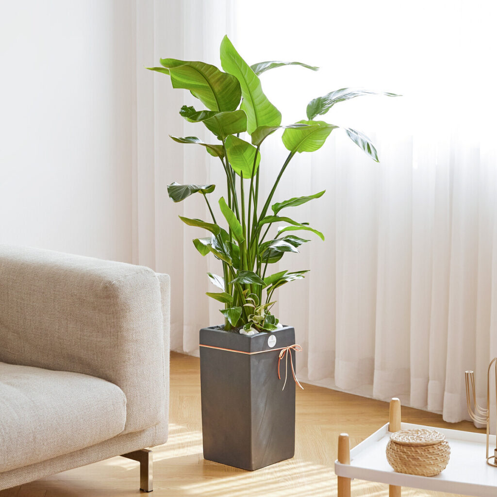 개업화분 스페셜