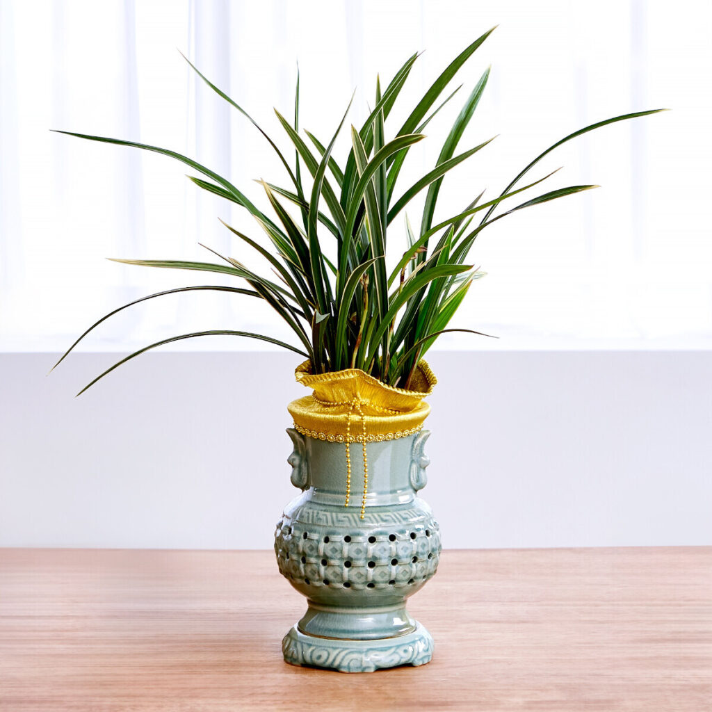 동양란 프리미엄