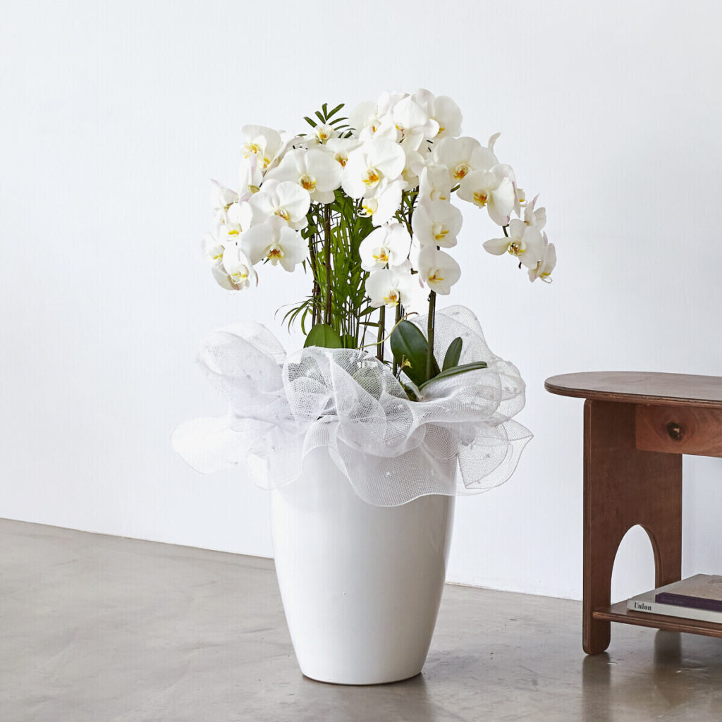 호접란 3대 프리미엄