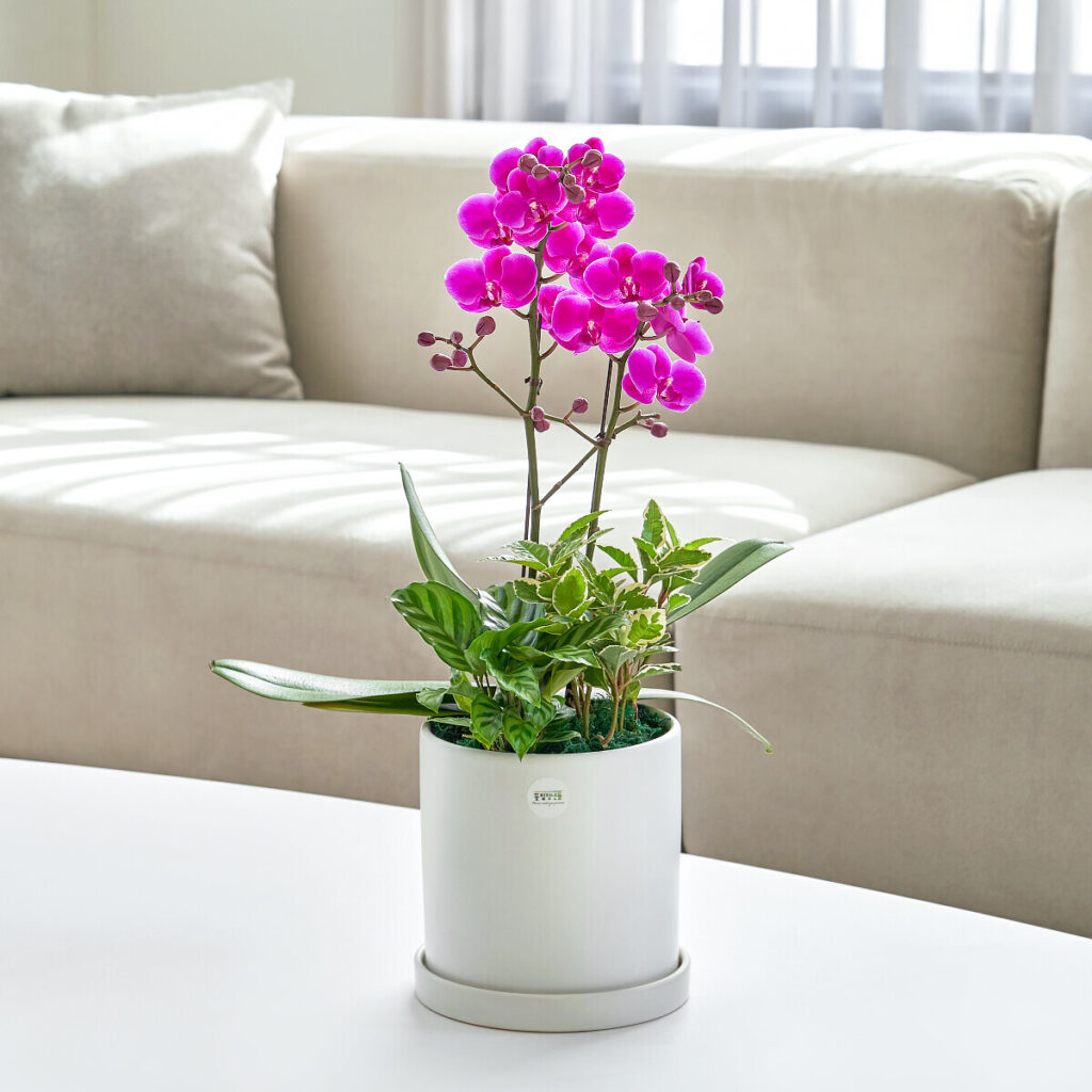 만천홍 모던라인