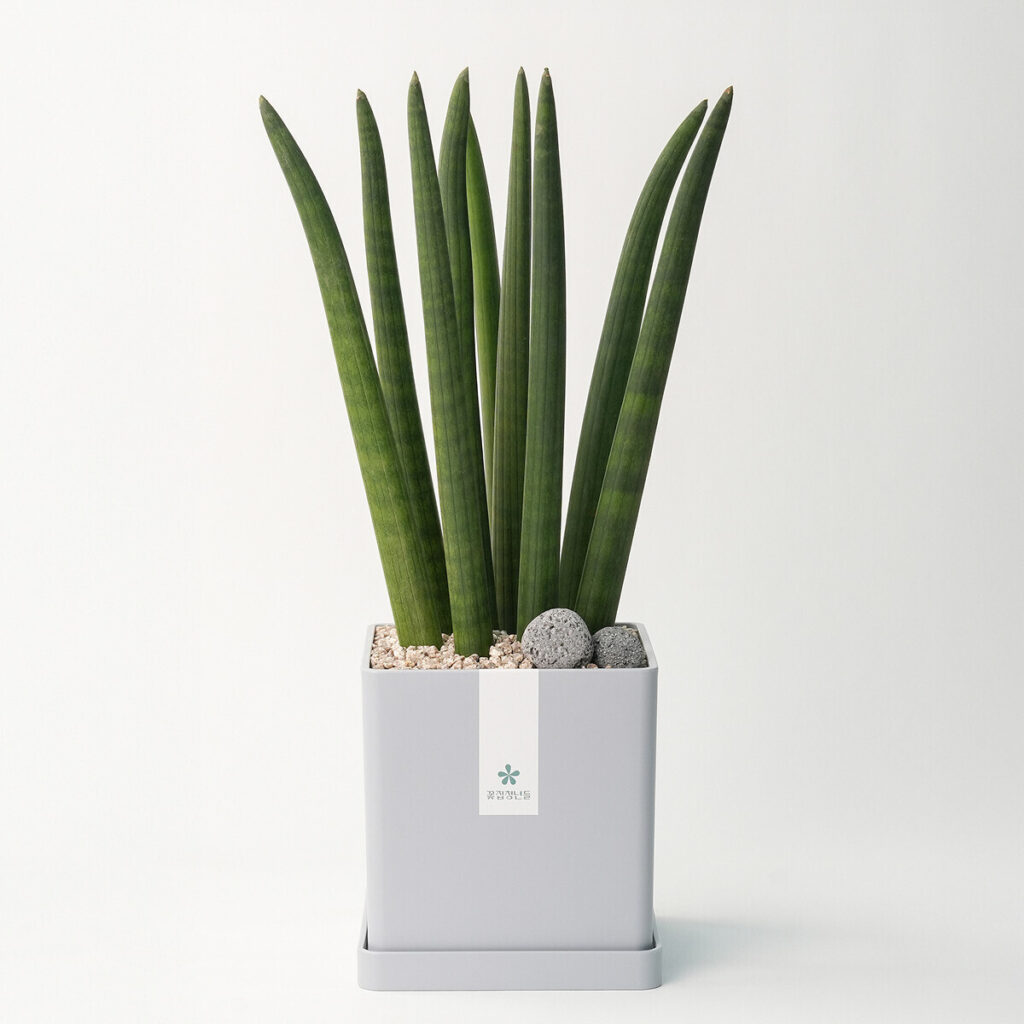 스투키 모던라인