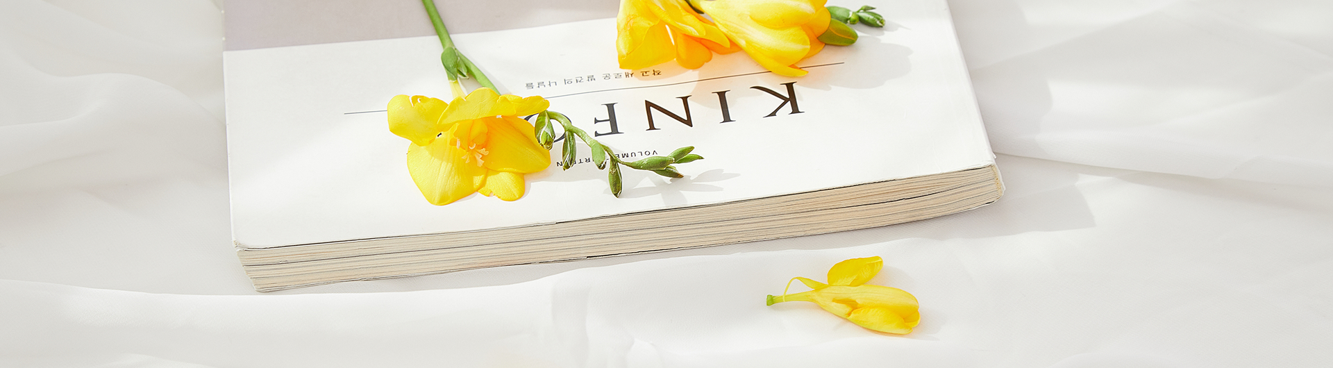 프리지아 시즌 프로모션